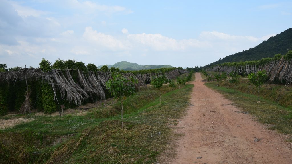 Die Pfefferplantagen von La Plantation in Kampot