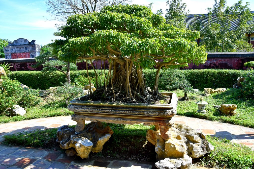 Banyan-Bonsai in der Gartenanlage